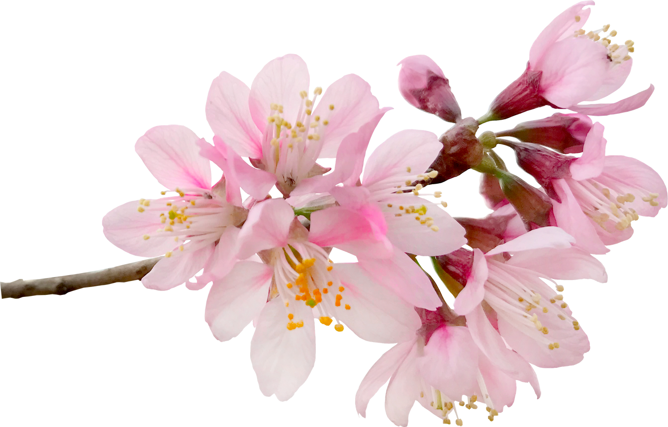 Cherry blossom flower